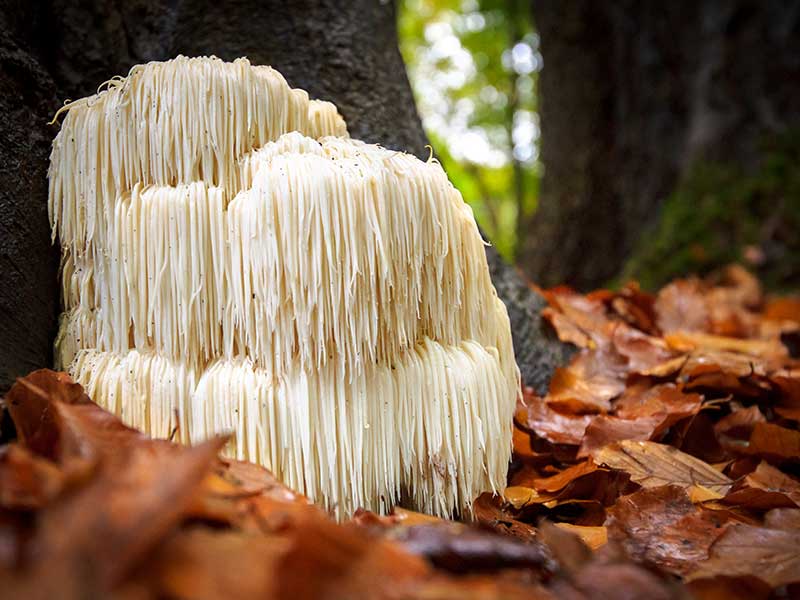 Lions Mane